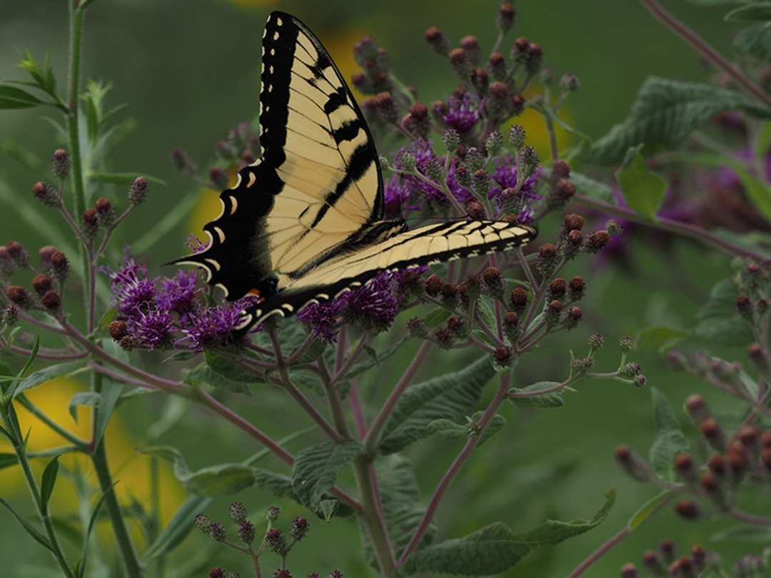 Eastern Tiger Swallowtail
