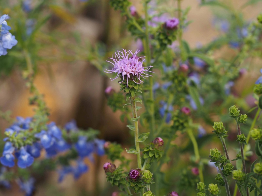 with Saliva azurea (Blue sage)