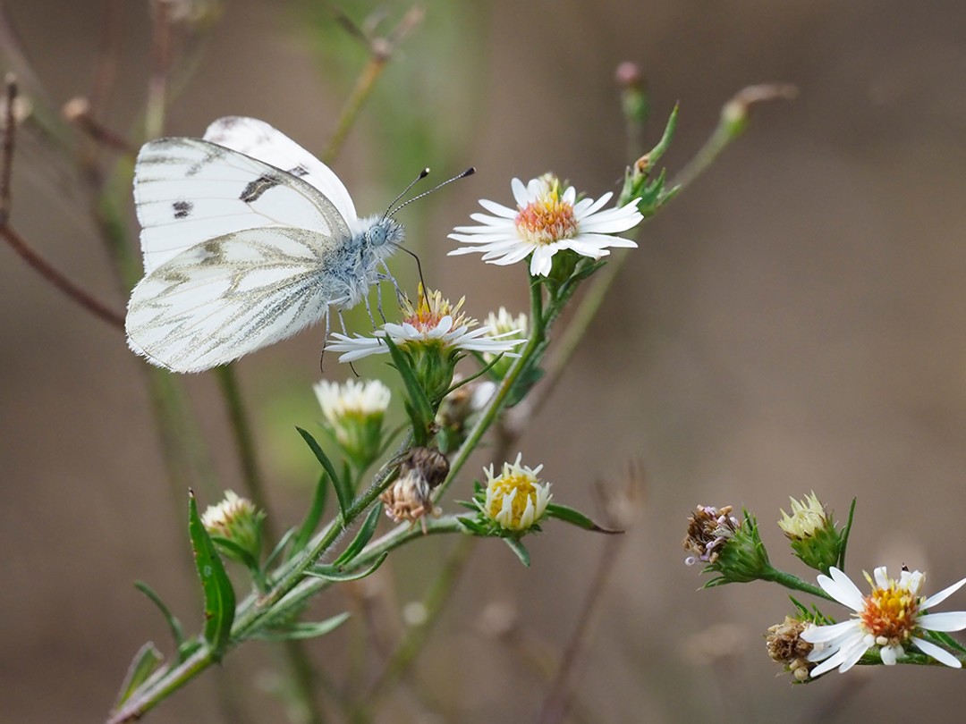 Pontia protodice, Symphyotrichum sp.