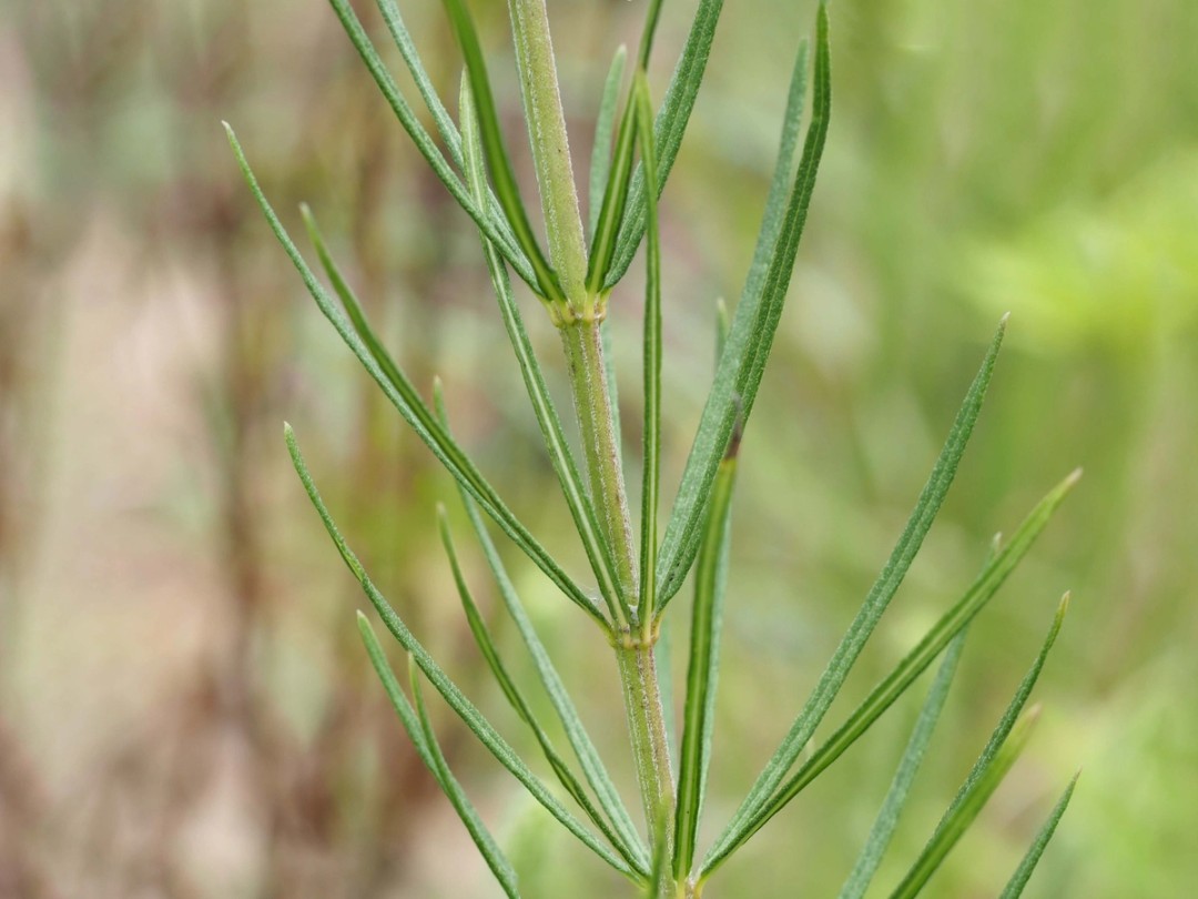 Stem and leaves
