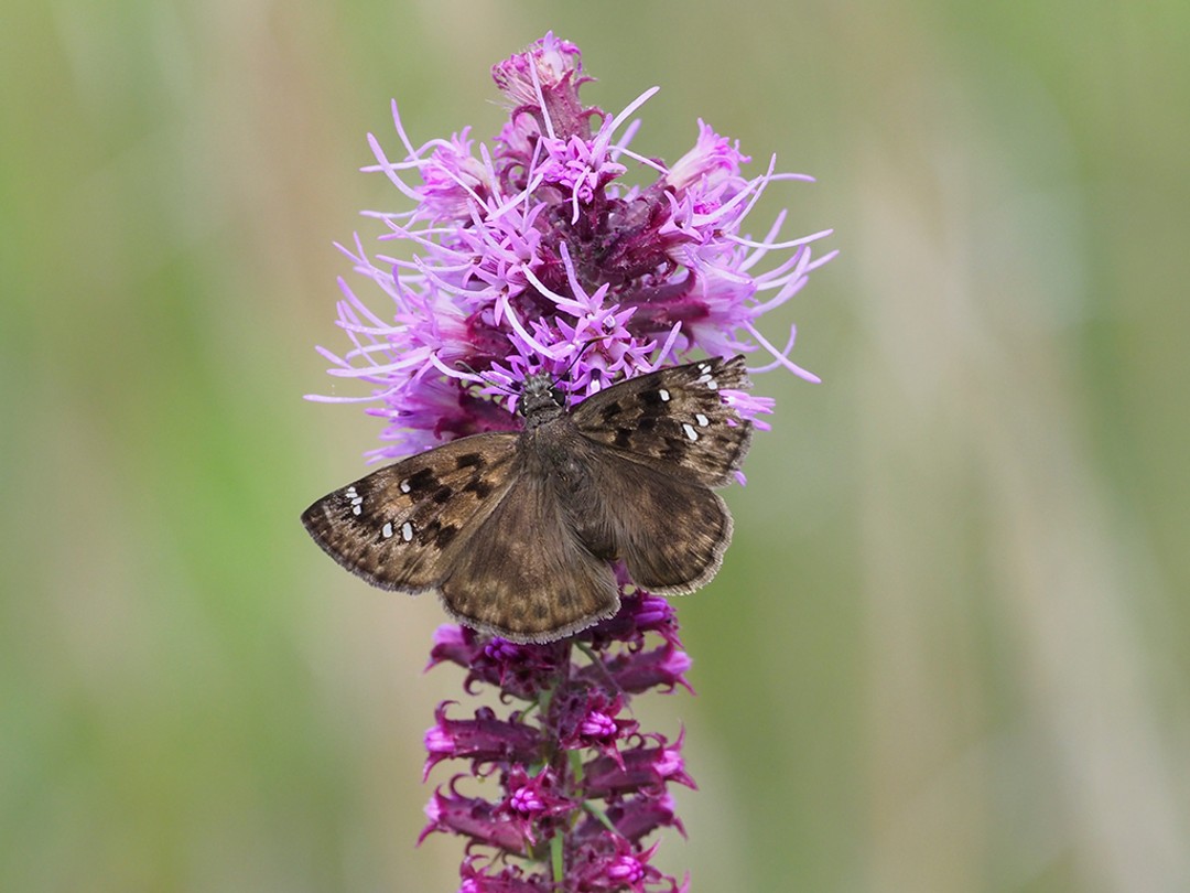 Horace's Duskywing