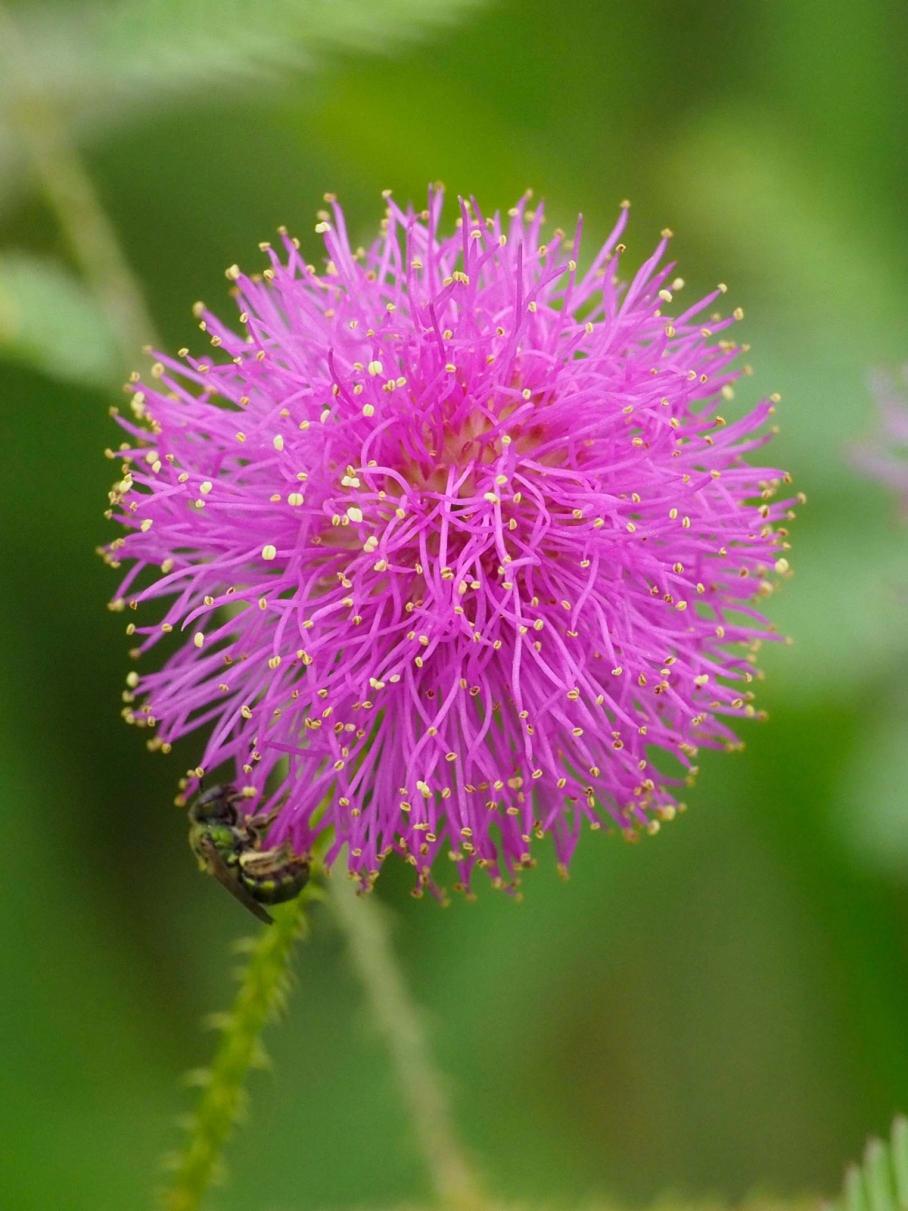 Pink pom pom flower of Sensitive briar