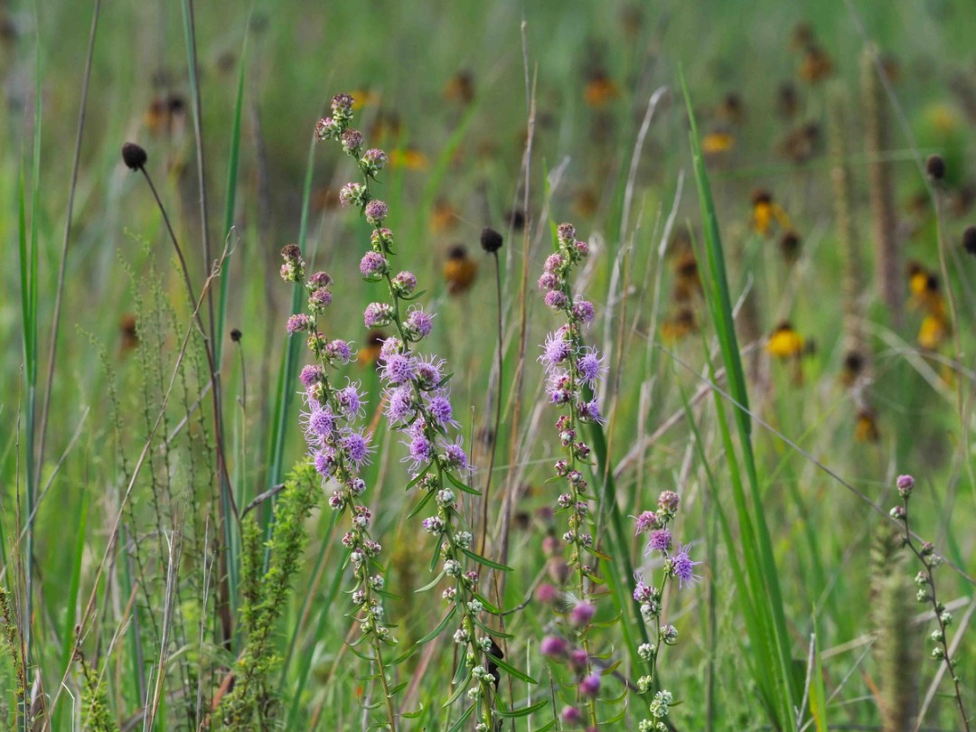 Rudbeckia grandiflora, Lespedeza virginica (lower left, not flowering)