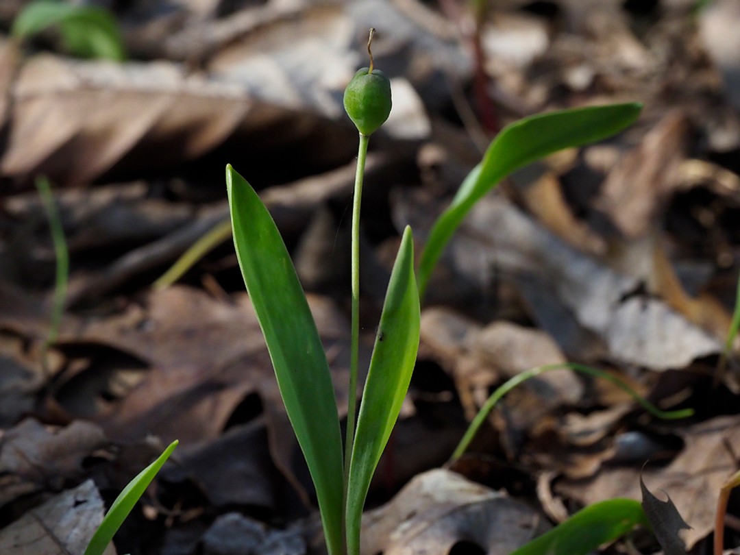 Developing seed pod