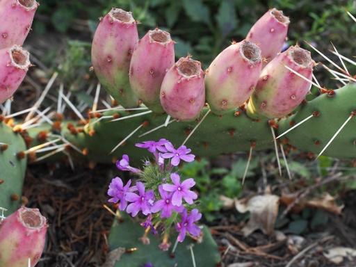 Opuntia cespitosa