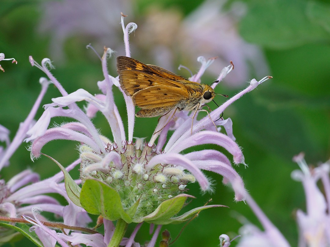 Fiery skipper