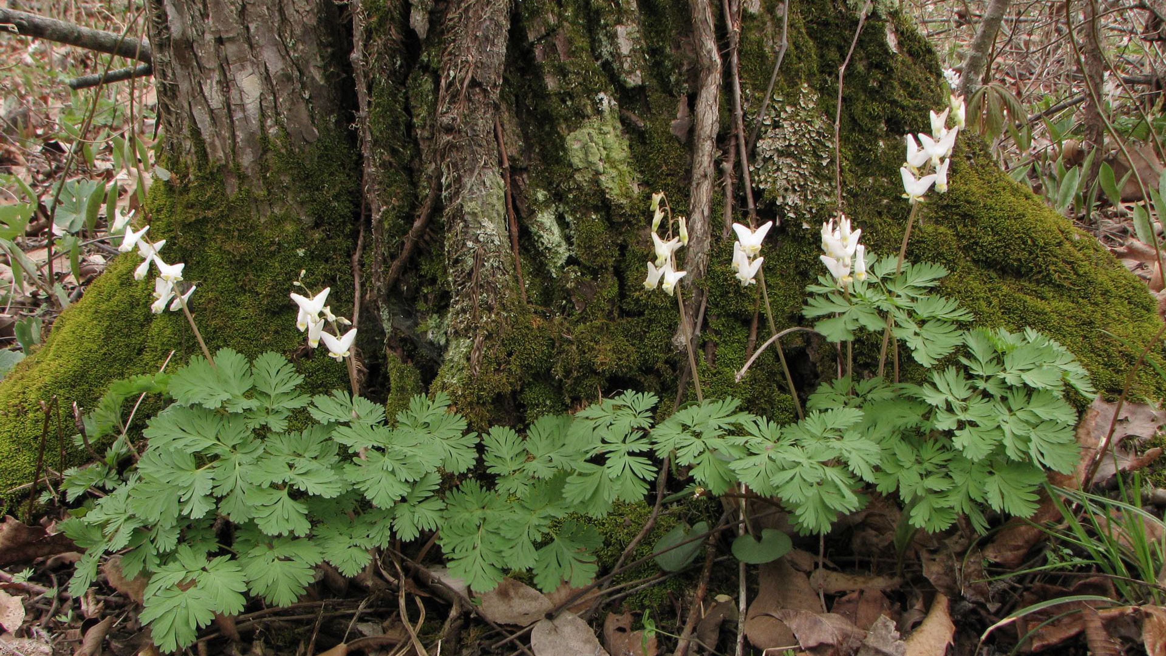 Dicentra cucullaria flowers in native habitat