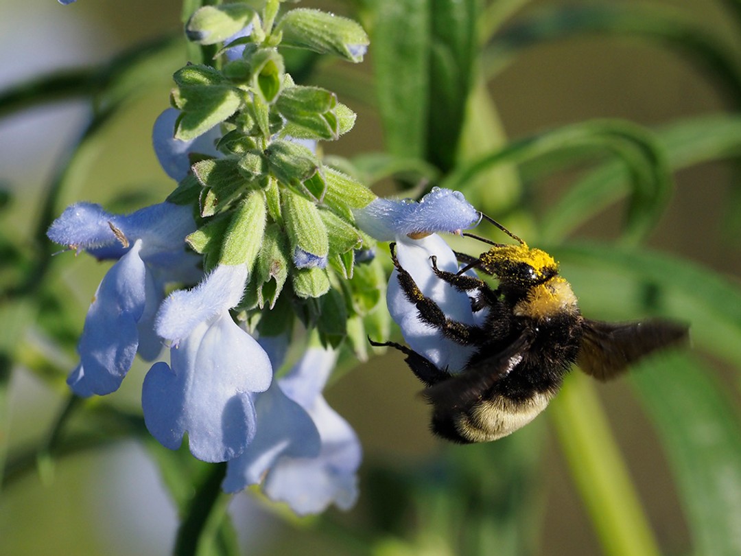 Pollen-covered Bumble bee