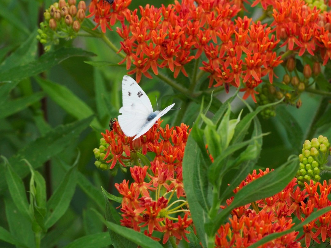Checkered white