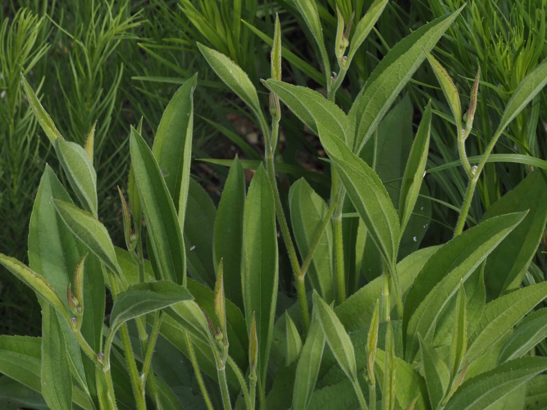 Spring leaves and stems