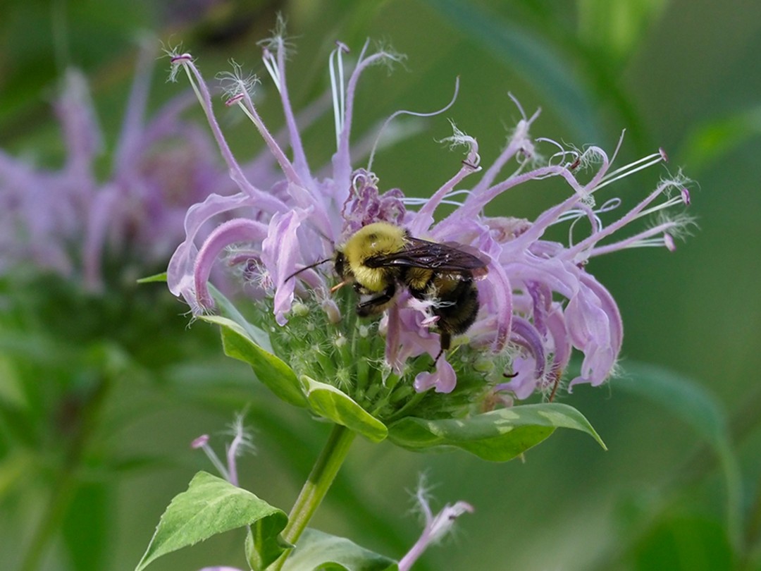 Young flowerhead with bee