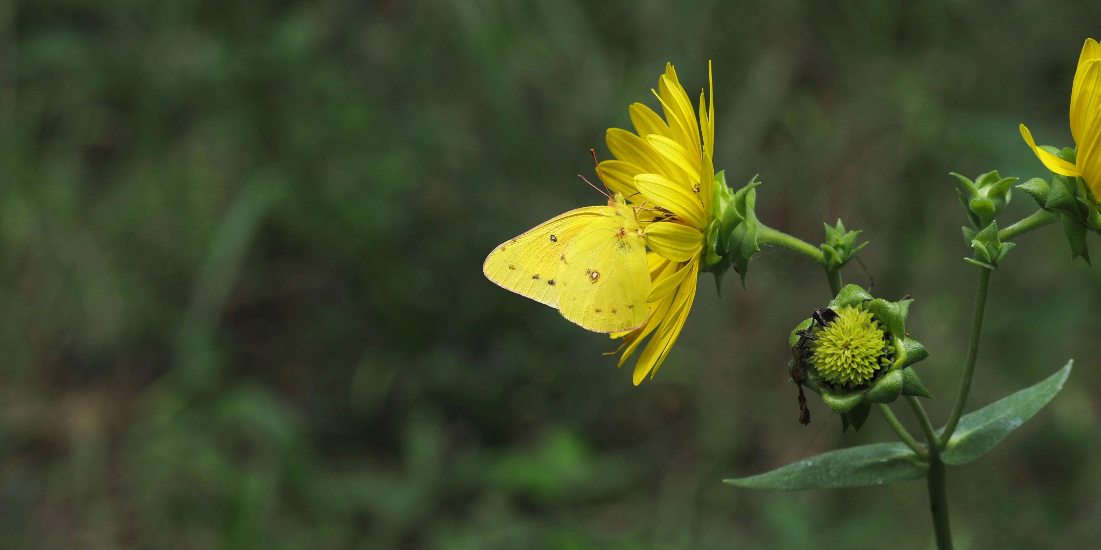 Silphium integrifolium with Orange sulfur butterfly
