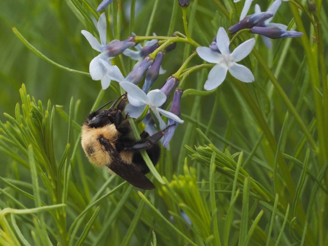Brown-belted Bumblebee