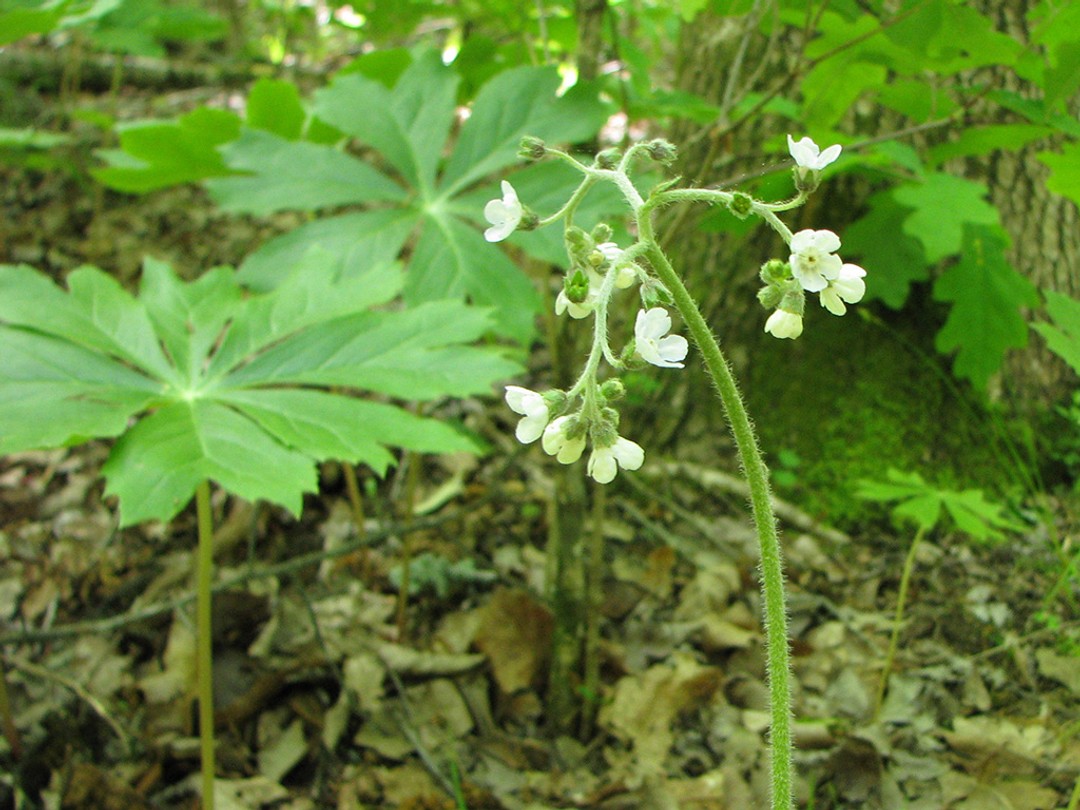With Podophyllum peltatum