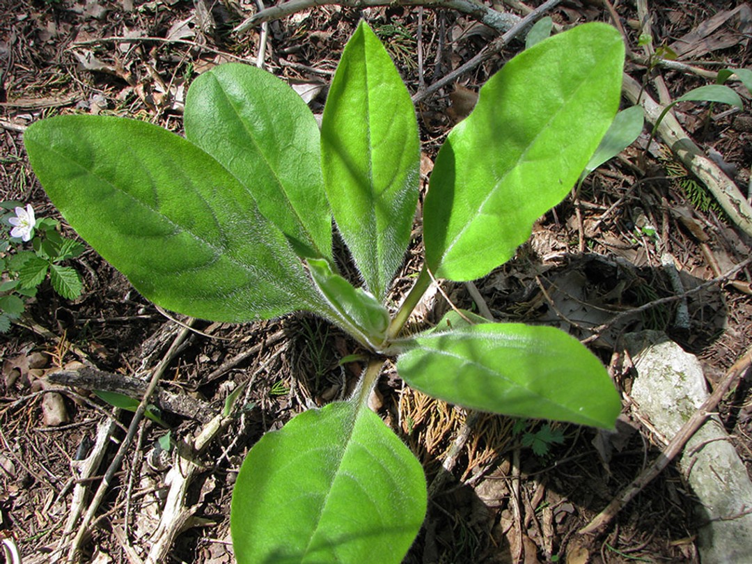 Basal leaves