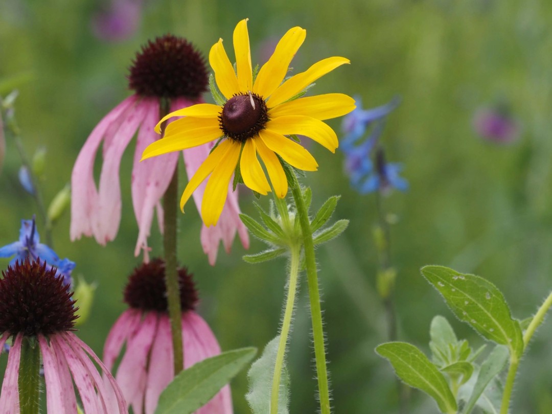 Glade coneflower, Carolina larkspur