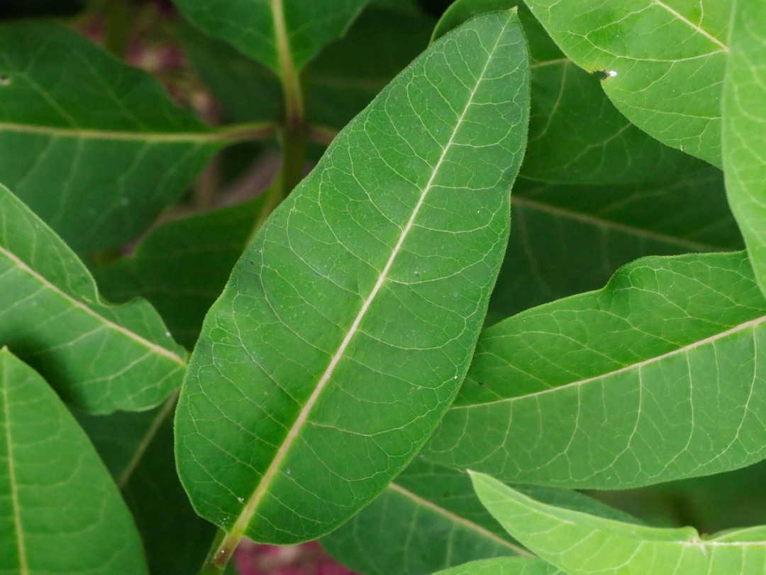 Bright green leaf