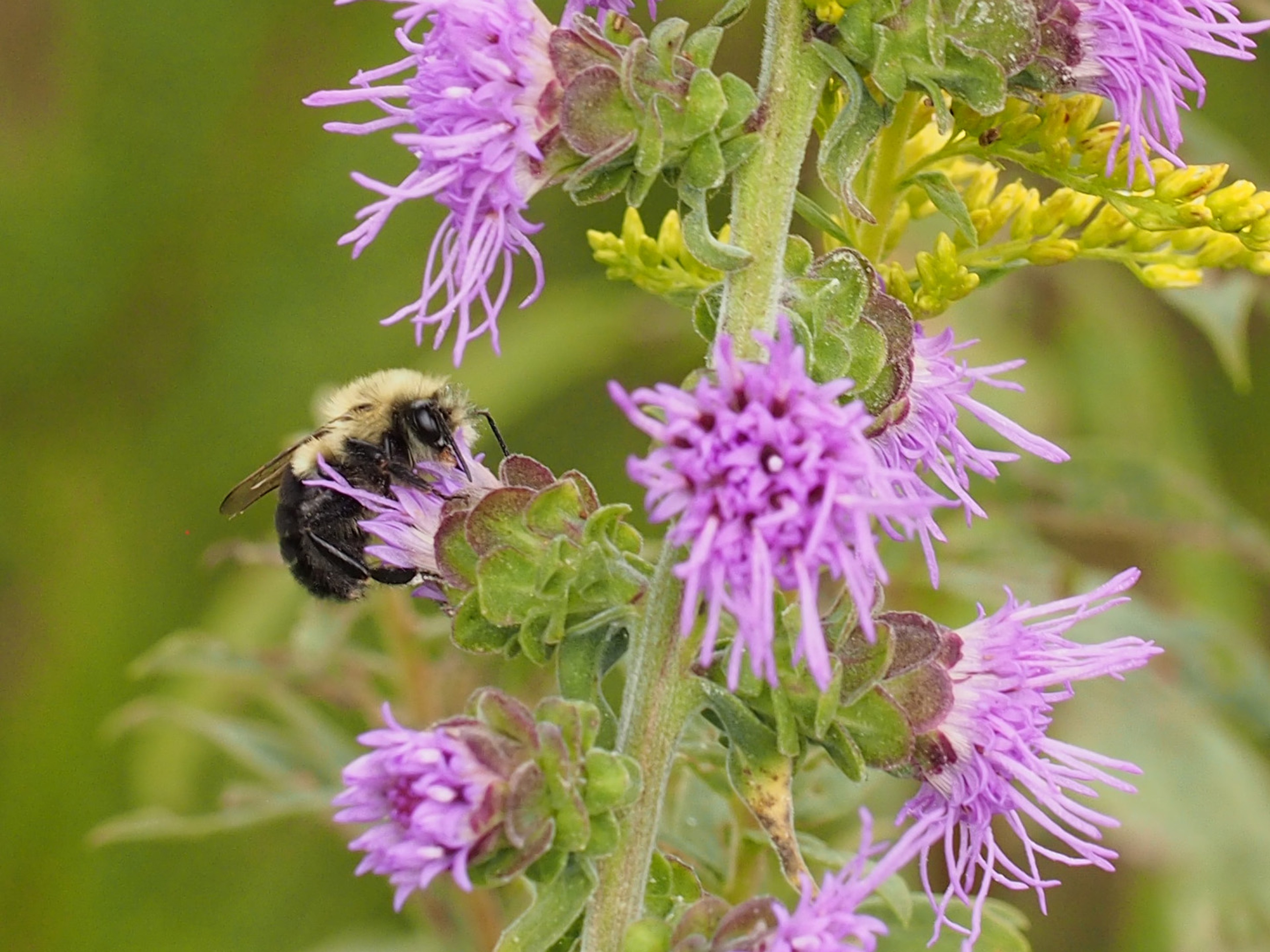 Common Eastern Bumble bee