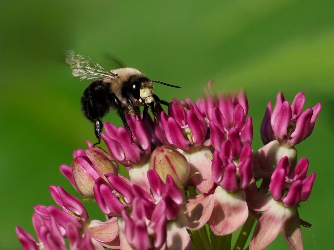 Anthophora abrupta (Abrupt digger bee)