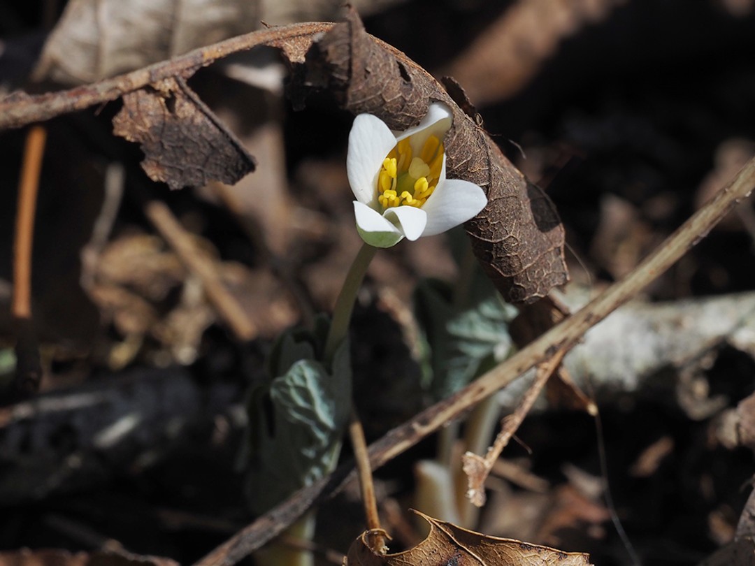 Flower nearly open