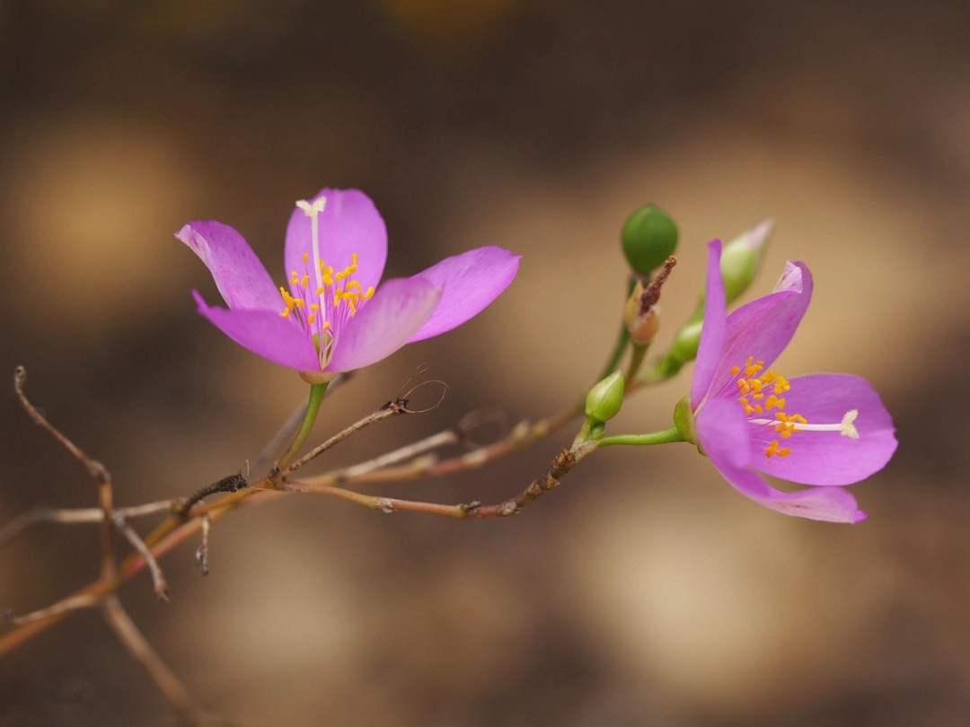 Flowers in various stages