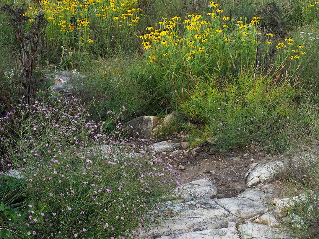 Glade companions Palafoxia callosa, Amsonia ciliata  