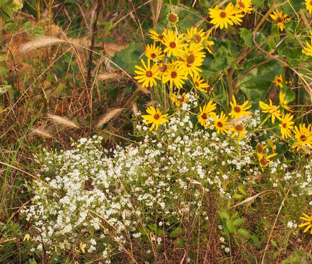 with Symphyotrichum pilosum