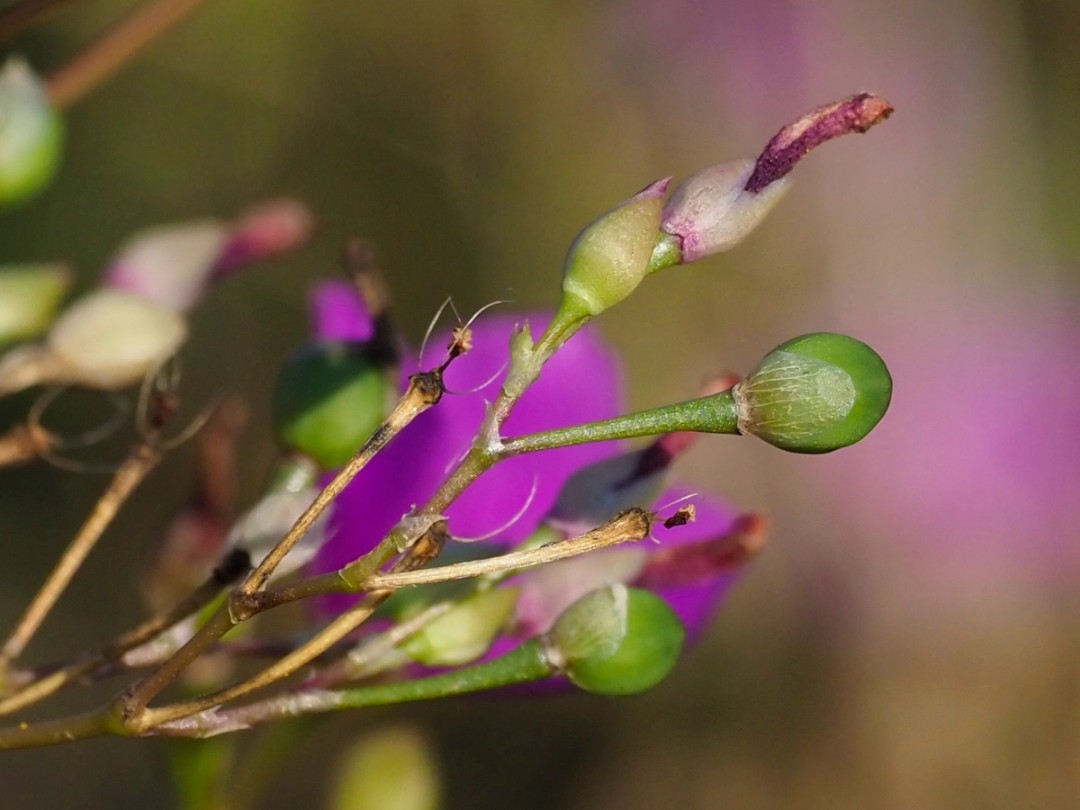 Developing seed pods
