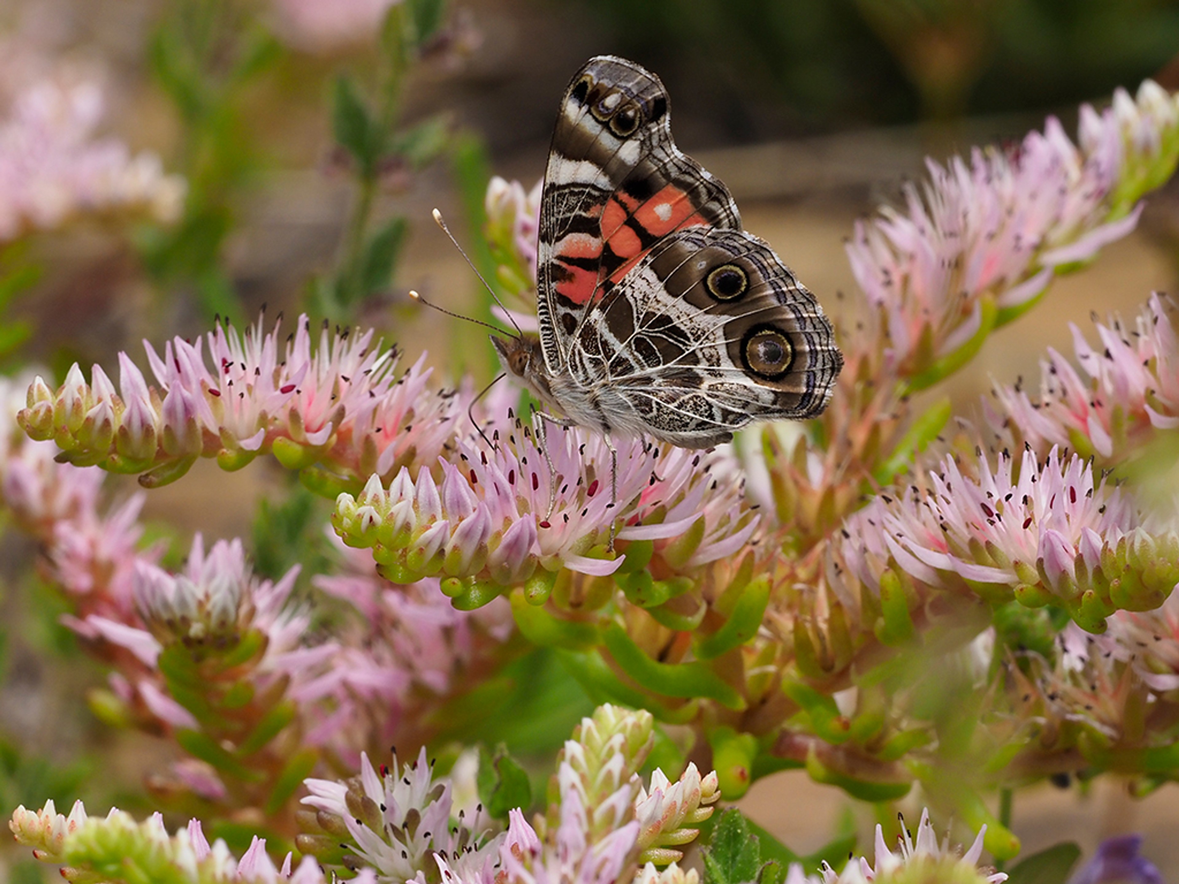 American Lady butterfly nectaring on Sedum pulchellum