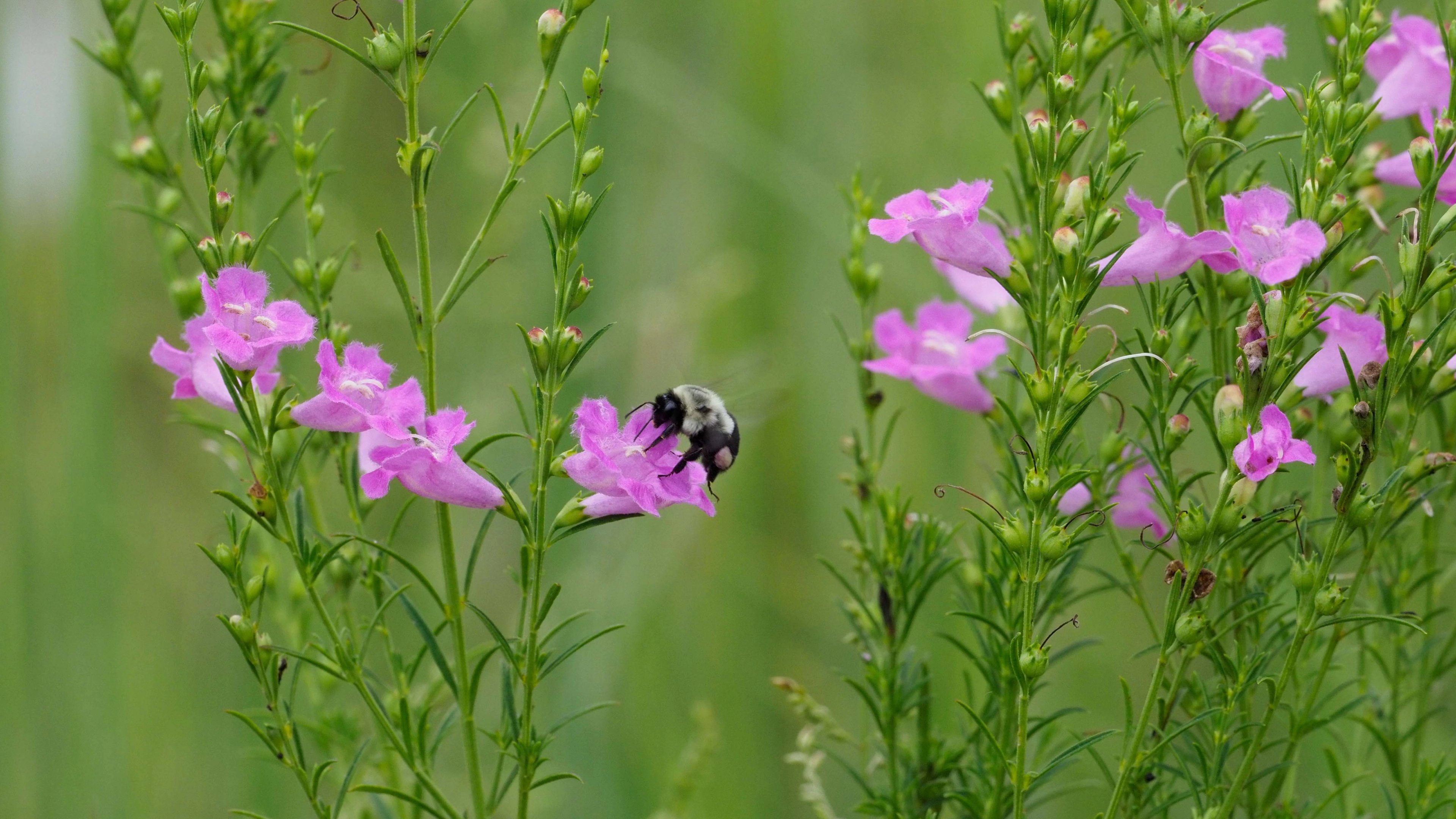 Agalinis fasciculata with Bumble Bee