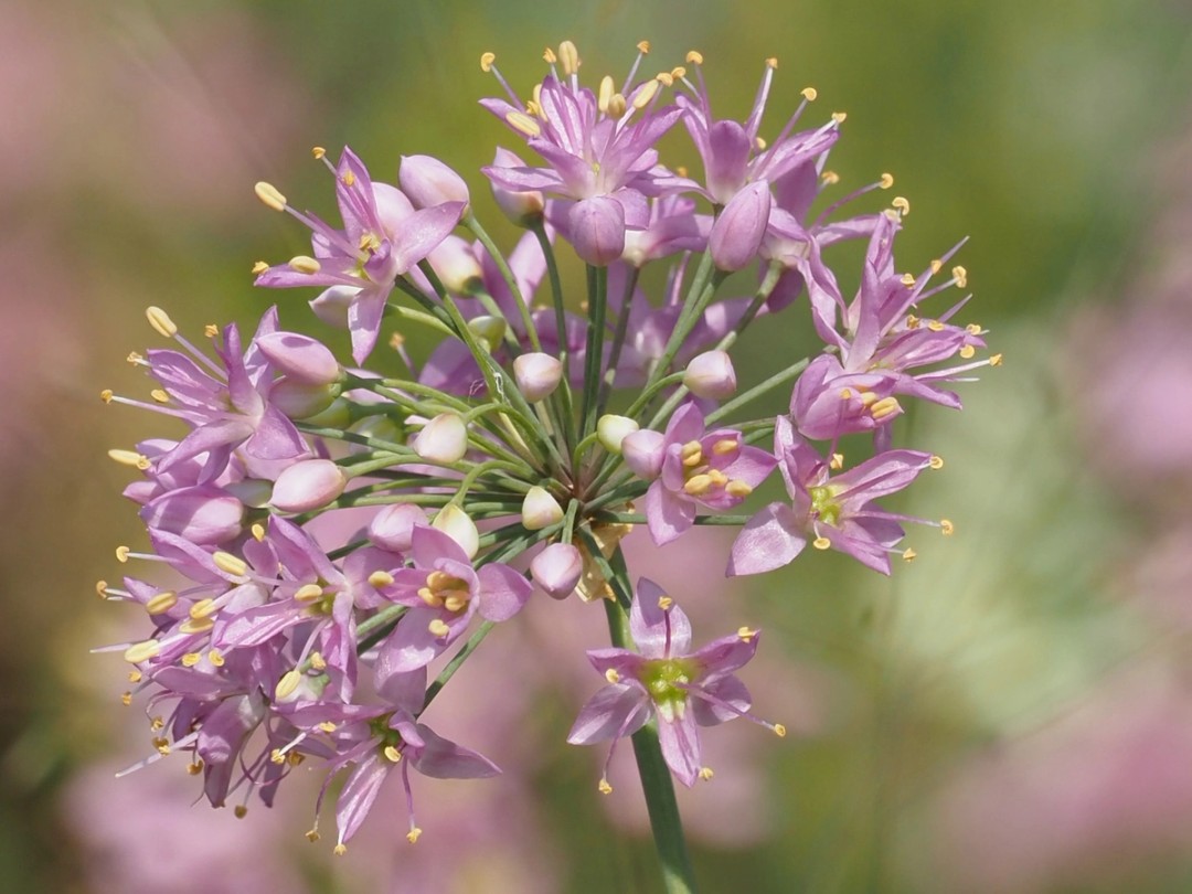 Buds, flowers, styles, stamens