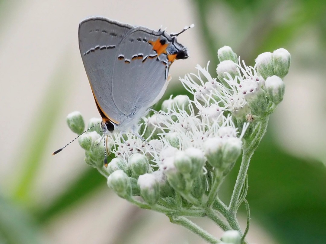 Gray hairstreak