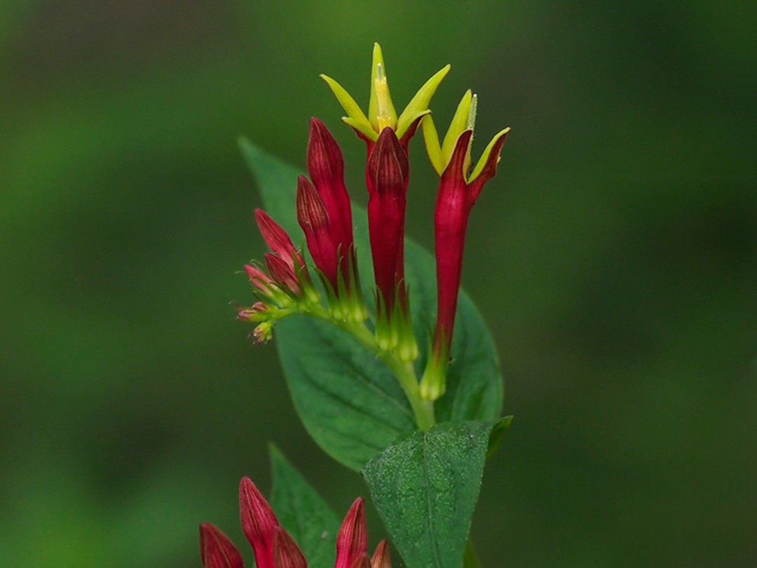 Blooming from base to tip