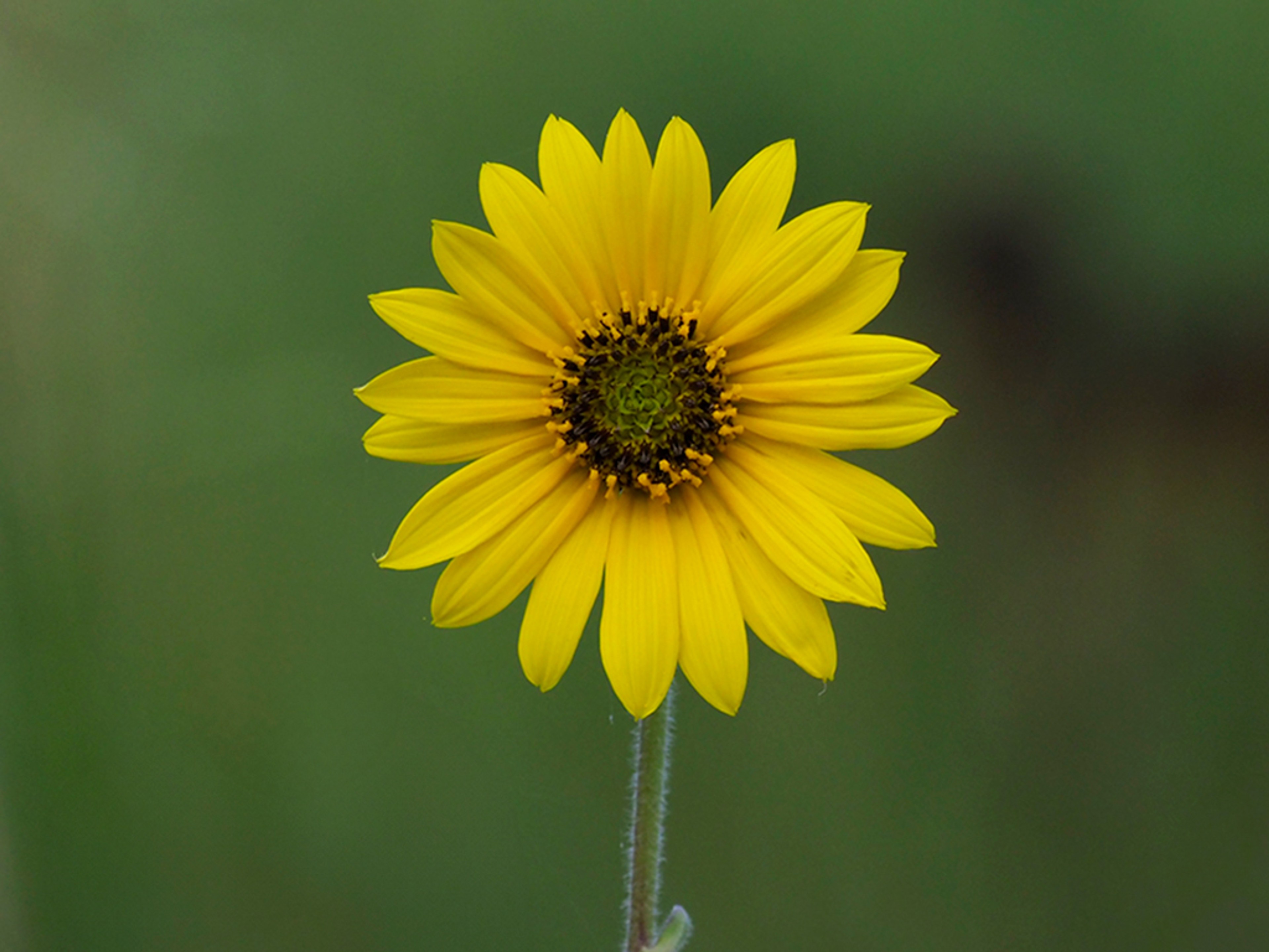 Helianthus mollis