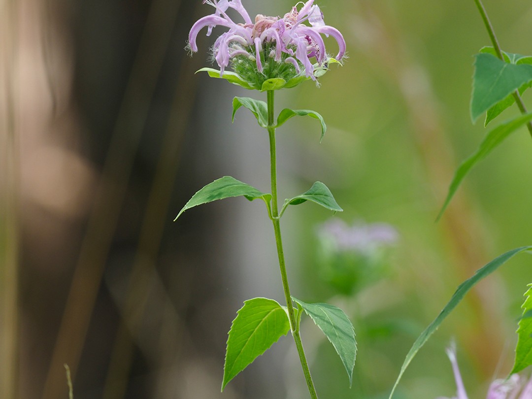 Stem and opposite leaves