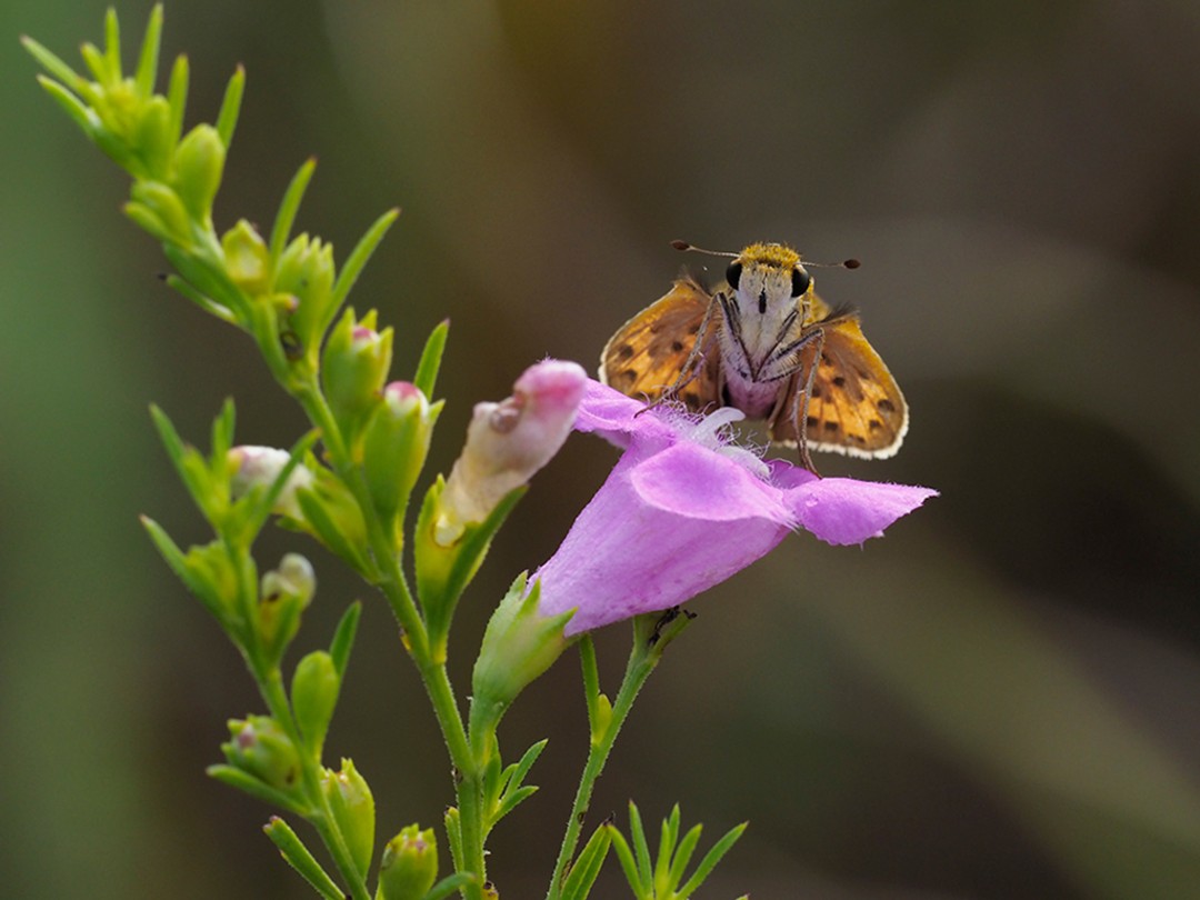 Front view of Fiery Skipper visting Purple false foxglove