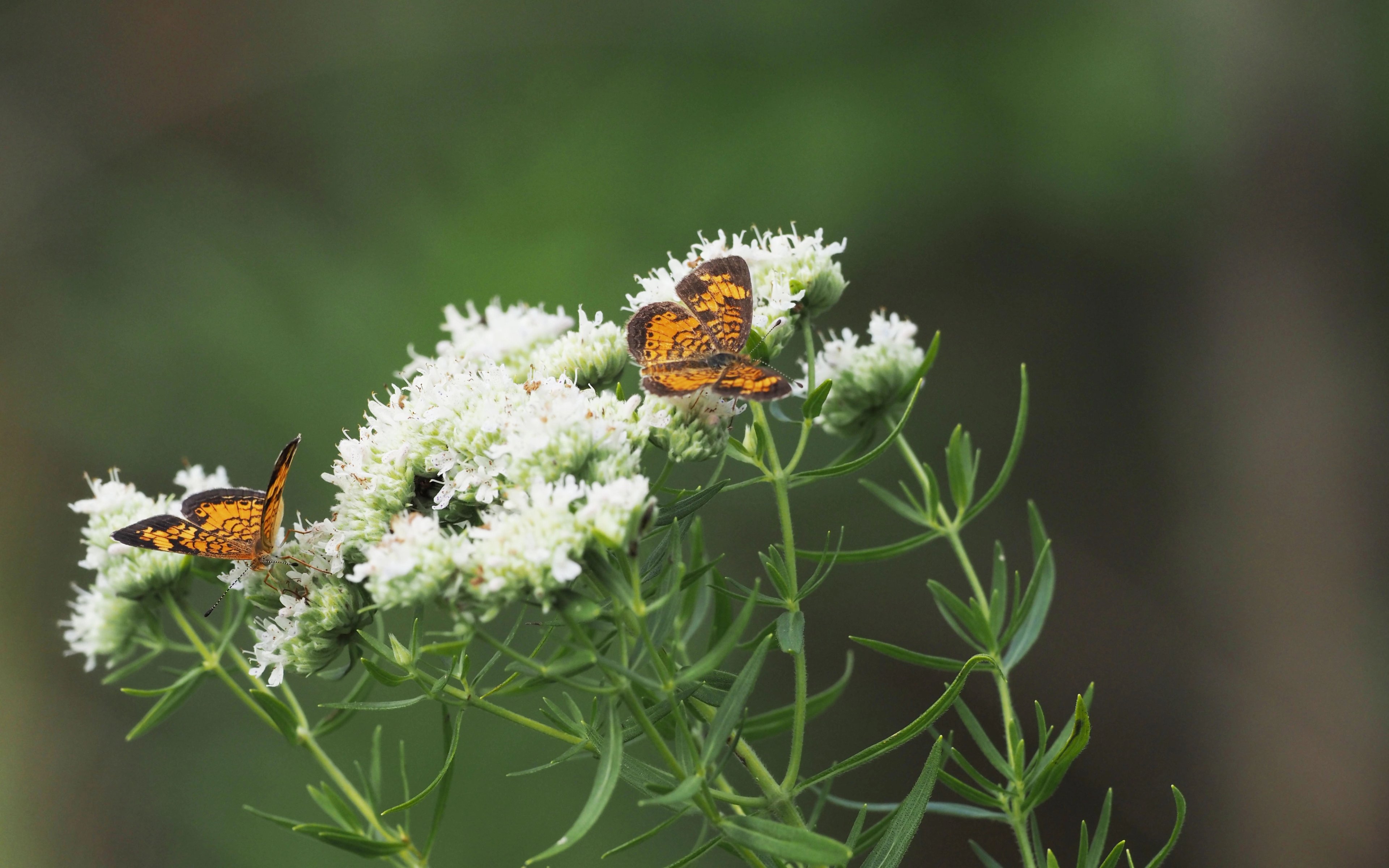 Pycnanthemum virginianum flowers and butterflies