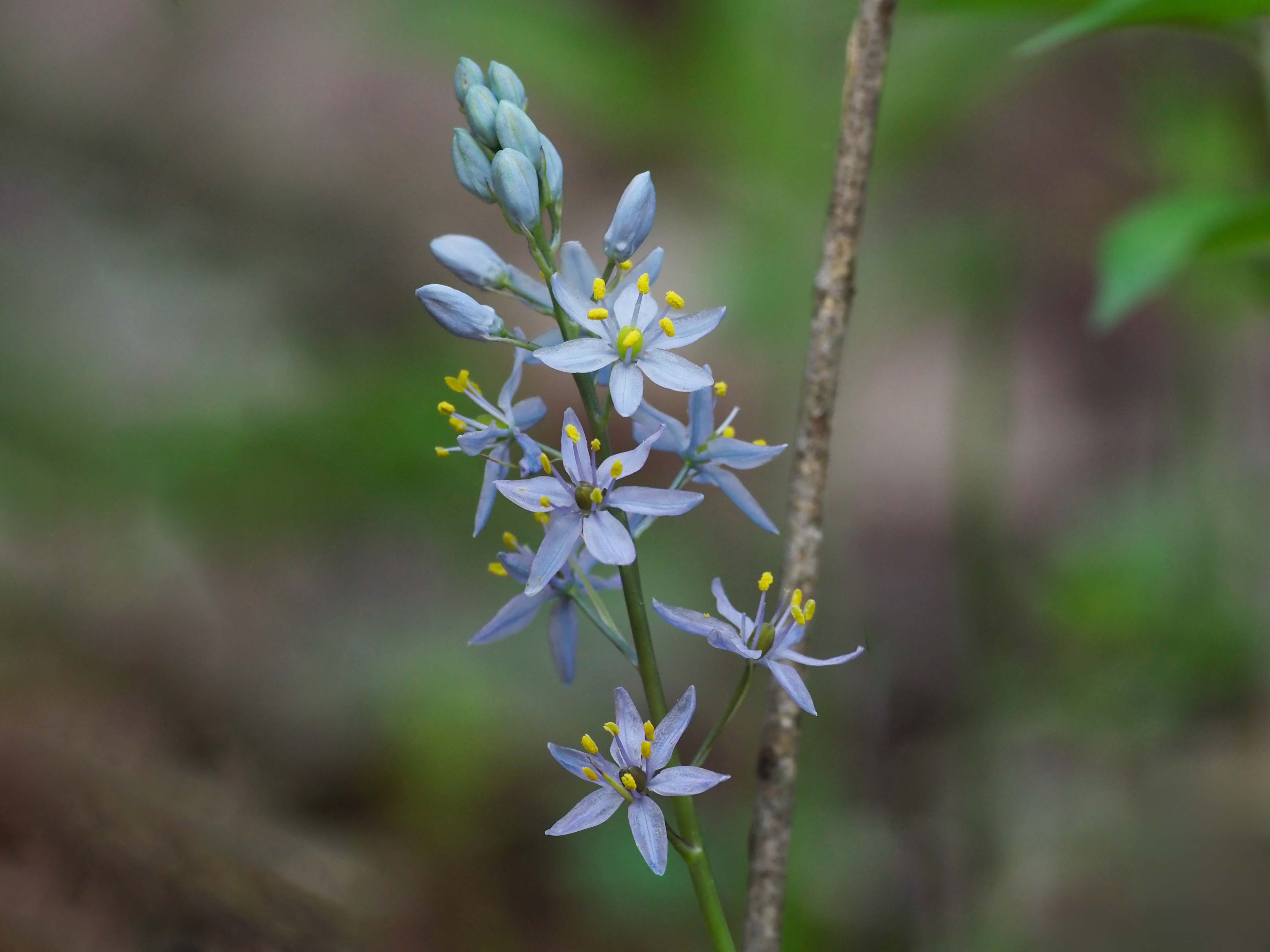Camassia scilloides