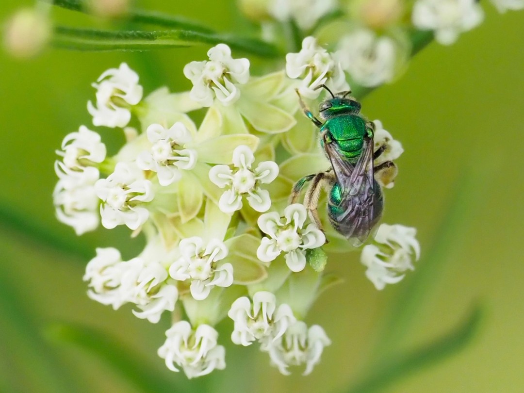 Augochloropsis bee