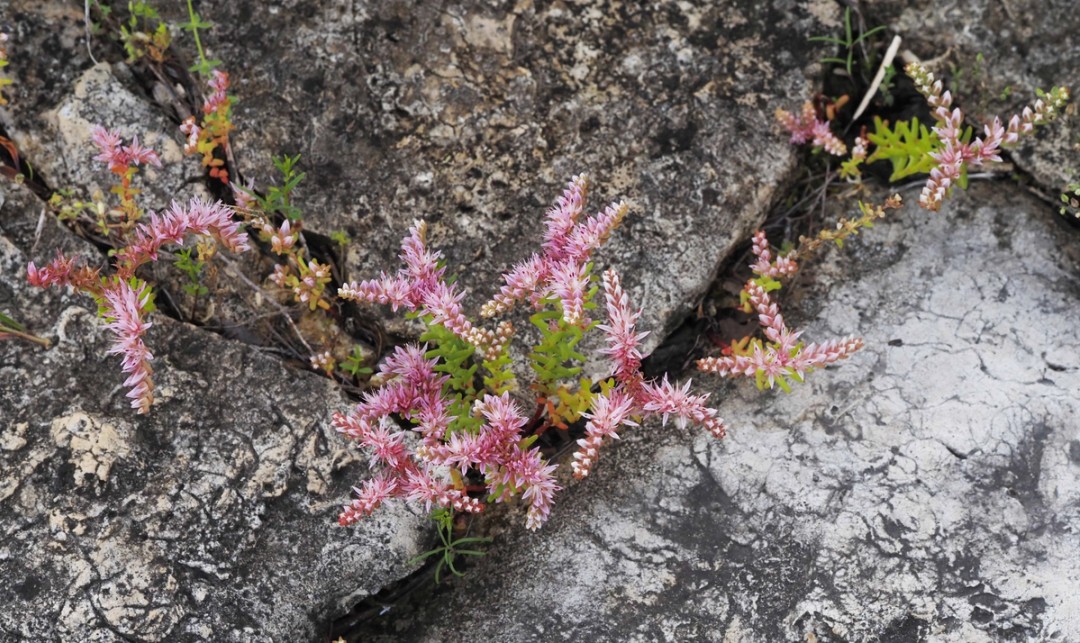 Widow's cross growing in the cracks between the glade limestone