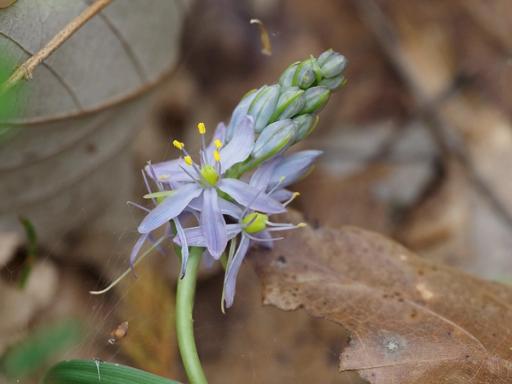 Flowering from base to top