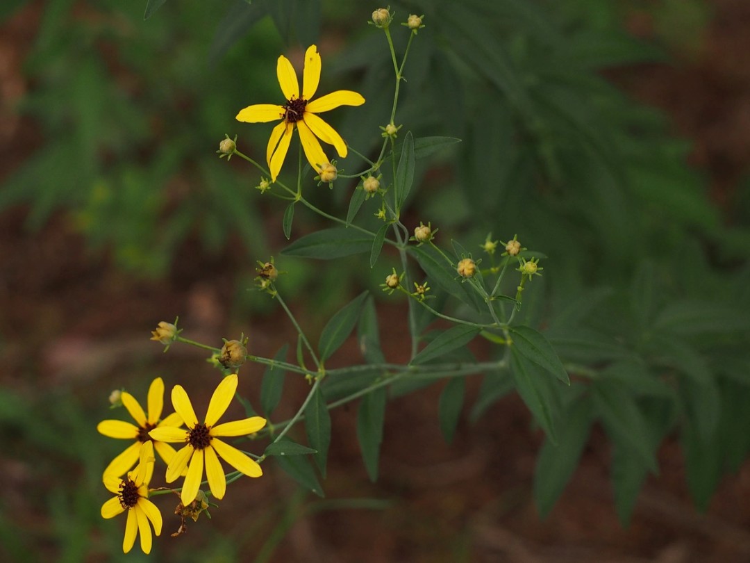 Buds and flowers