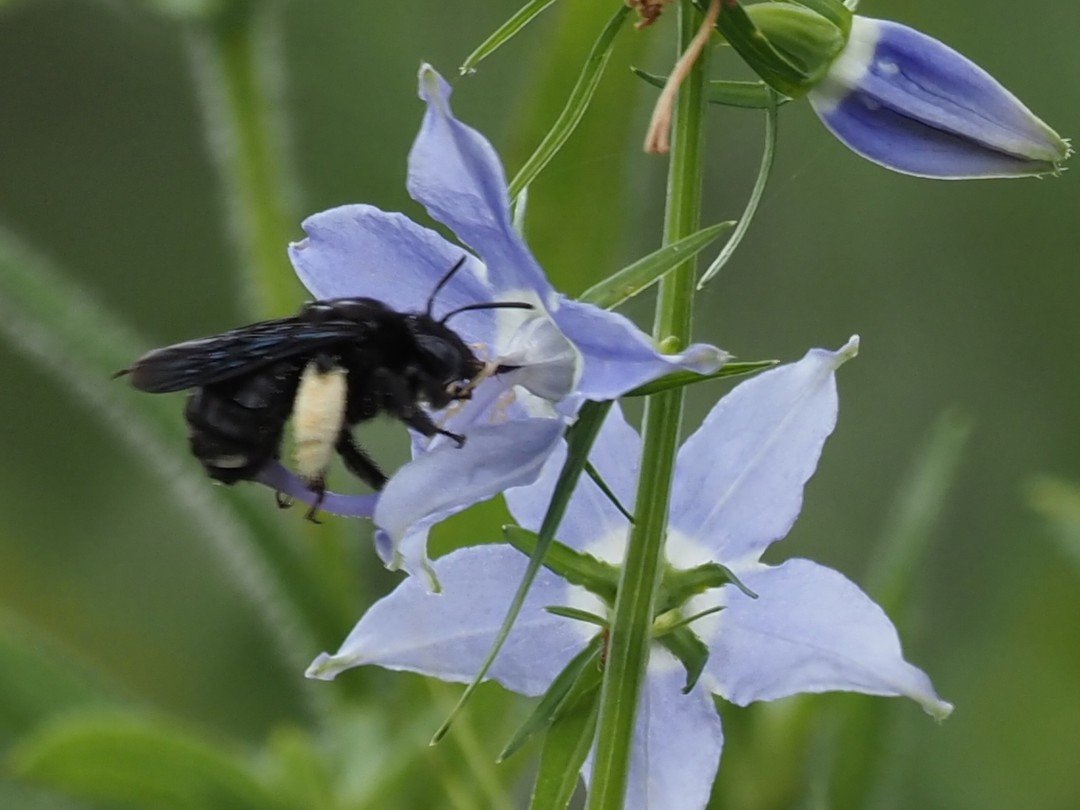 Long-horned bee