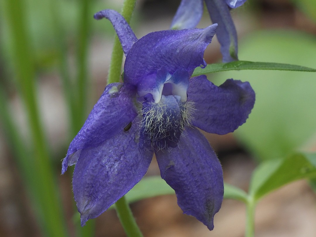 White hairs on lower 2 petals