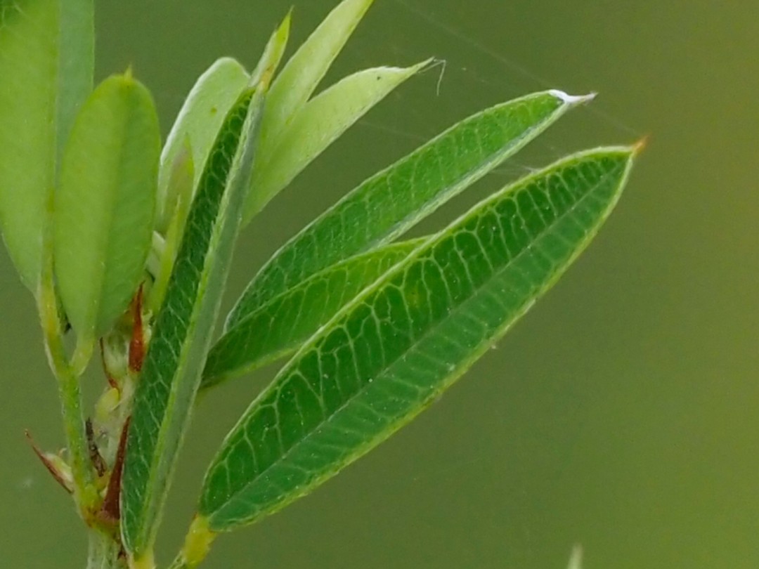 Close look at leaf venation