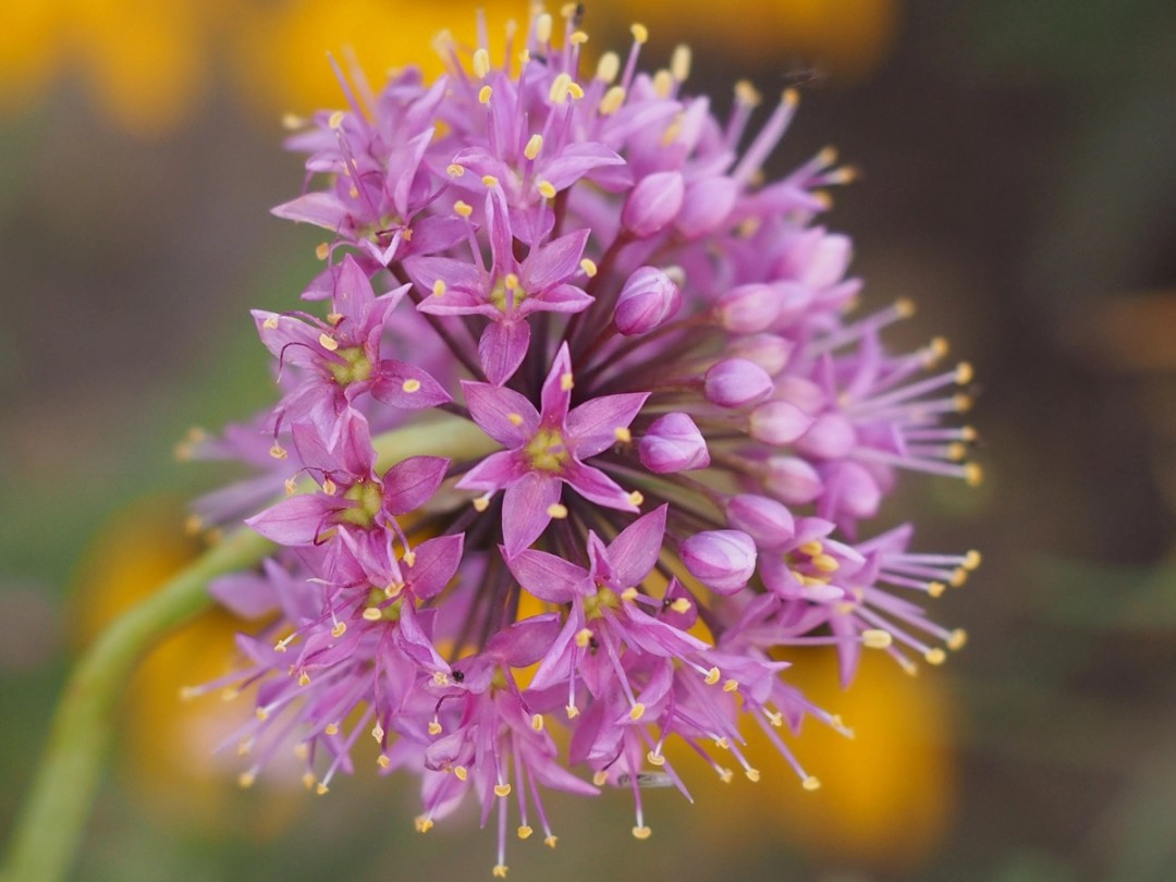 Peak flowering