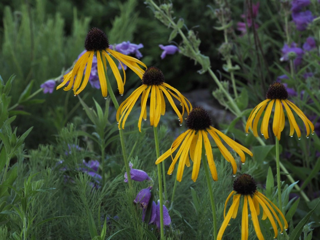With Echinacea paradoxa
