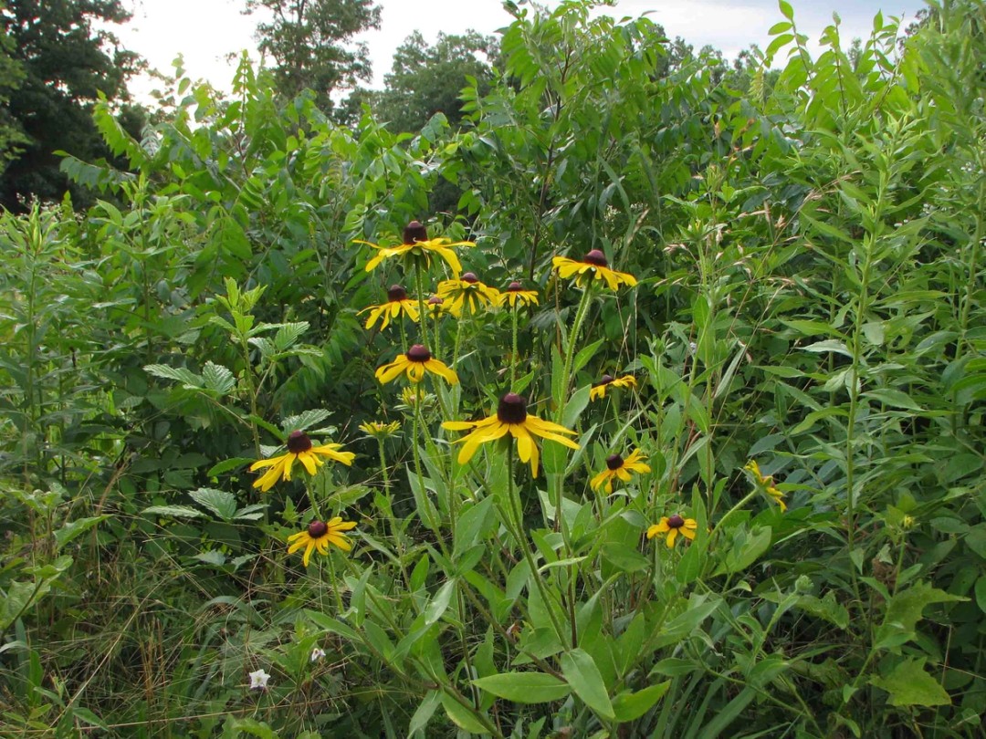 Blackberry and Sumac