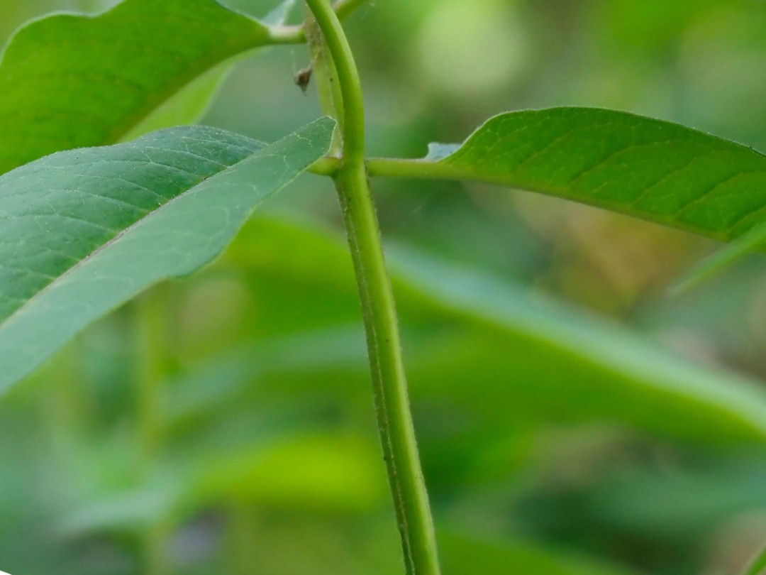 Stem