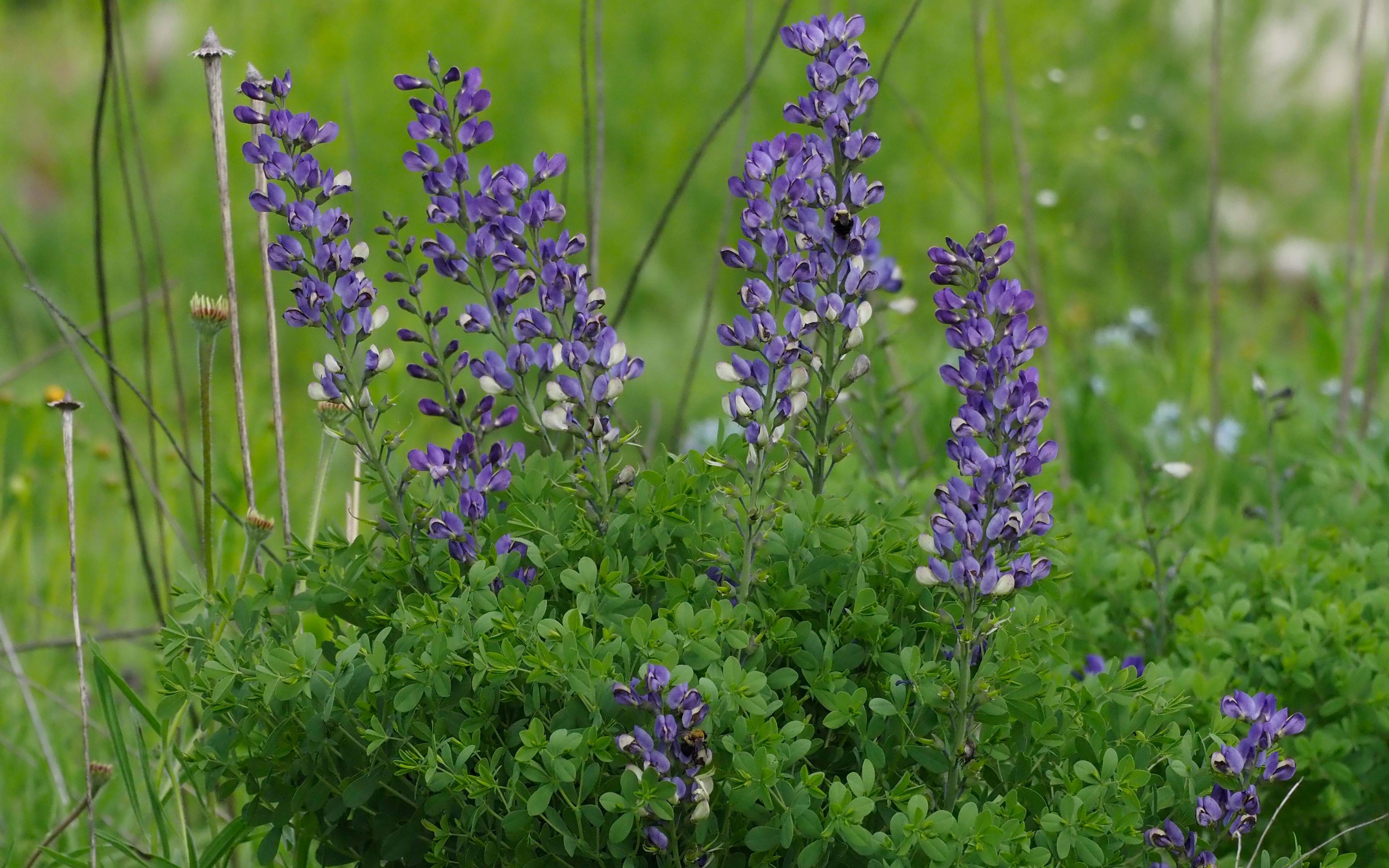 Baptisia australis